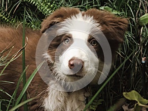 Young brown and white border collie pup with vibrant eyes