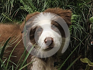 Young brown and white border collie pup with vibrant eyes