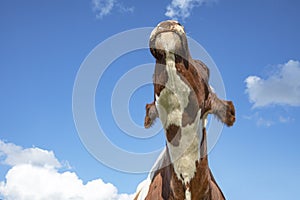 Young brown and white cow does moo with her head uplifted