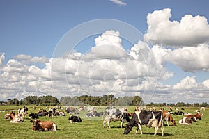 Young brown and white cow does moo with her head uplifted