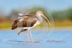 Young brown White Ibis, Eudocimus albus, white bird with red bill in the water. Ibis feeding food in the lake, Florida, USA. Beaut