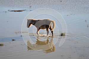 Young brown wild horse  with reflection, in natural park of Albufera, Mallora, Spain