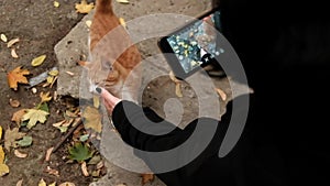 Young brunette girl taking pictures of homeless ginger cat on her smartphone