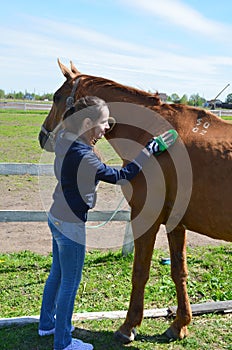 A young brunette woman in jeans and a blue hood is gently brushing a bay horse on a sunny summer day