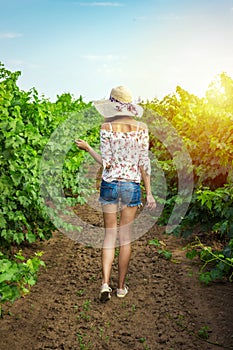 An young brunette woman in white dress running walking between a vineyard rows and touching the plants of white grape on a sunshin