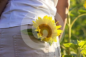 Young brunette woman in a white t-shirt and beige shorts stands in a field with sunflowers, a tiny yellow sunflower flower in a