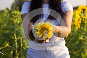 Young brunette woman in a white T-shirt holds in his hands a sunflower flower, a girl in a field at sunset. Beautiful background
