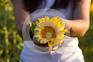 Young brunette woman in a white T-shirt holds in his hands a sunflower flower, a girl in a field at sunset. Beautiful background