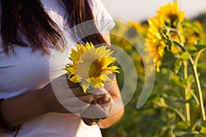 Young brunette woman in a white t-shirt holds in his palms a sunflower flower, a girl in a field at sunset. Beautiful background