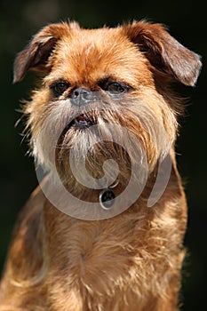 Young Brussels Griffon in front of dark background