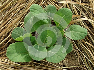 Young Brussels sprouts seedlings