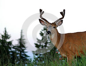 Young Buck photo