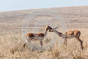 Young Buck Affections Wildlife