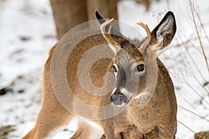 Young Buck Closeup In Winter