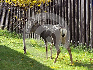 Young buck deer in the autumn