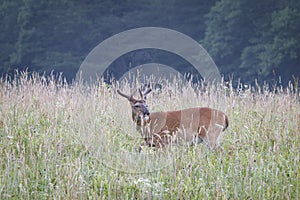 Young Buck Deer - Cades Cove, Great Smoky Mountains National Park