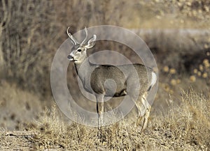 Young buck deer in the field