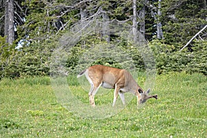 Young buck deer grazes near a forest