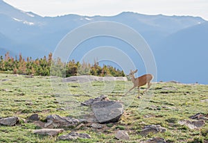 A Young Buck Deer with New Antlers Running in an Alpine Meadow on a Summer Day at Rocky Mountain National Park  in Colorado