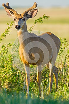 Young Buck Deer In Velvet