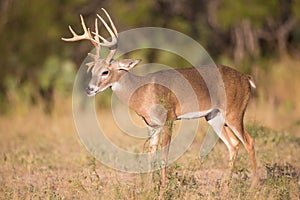 Young buck with drop tine photo