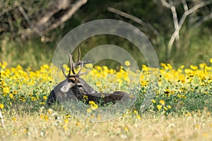 A young buck with eight points bedded down in yellow wild flowers photo