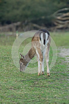 Young buck grazing