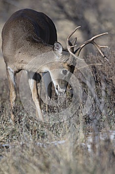 Young Buck Learning to mark territory photo