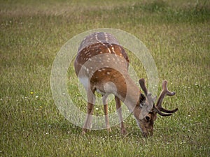 Young buck, male fallow deer in San Rossore Park, Pisa, Tuscany, Italy. Grazing.