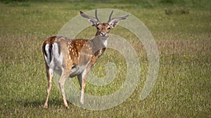 Young buck, male fallow deer in San Rossore Park, Pisa, Tuscany, Italy. Posing for the camera and cute.