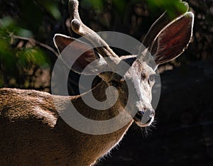 A Young Buck in the Morning Sun