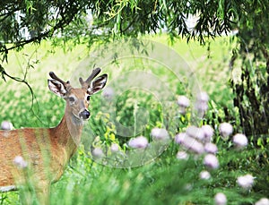 Young Buck Mule Deer Framed by Foliage.