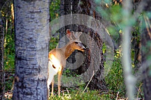 Young buck mule deer standing in forest with antlers in full summer velvet