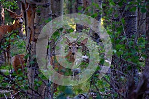 Young buck mule deer standing in forest with antlers in full summer velvet