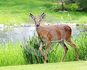 Young Buck Mule Deer Walking near River