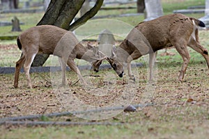 A young buck spars with an older black-tailed deer buck in cemetery