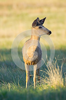 Young Buck In Sunlight