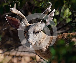 Young Buck with Velvet Horns