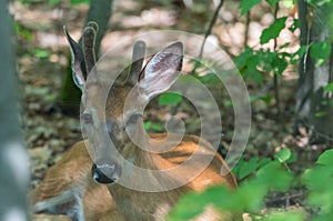 Young buck, white tailed deer lays in springtime forest.