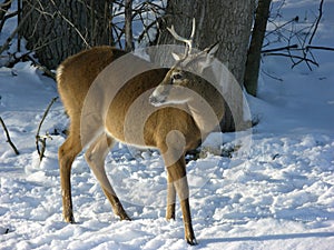 Young Buck In Winter