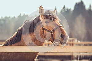 young buckskin draft horse in halter on paddock in daytime