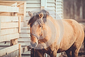 Young buckskin draft horse in halter on paddock in daytime