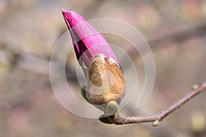 Young bud of pink magnolia. Fomin Botanical Garden in Kiyv. Kiev, Ukraine, Europe.