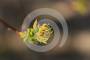 Young budding spring bud closeup