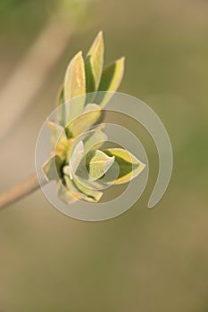 Young budding spring bud closeup