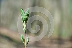 Young  budding twig in the spring forest - selective focus, copy space