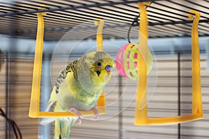 A young Budgeigar parrot is sitting on a parrot`s swing and playing with a toy ball suspended.