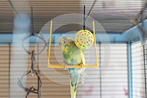 A young Budgeigar parrot is sitting on a parrot`s swing and playing with a toy ball suspended.