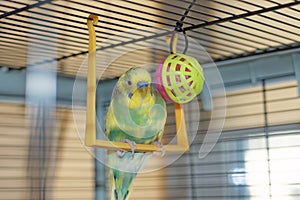 A young Budgeigar parrot is sitting on a parrot`s swing and playing with a toy ball suspended.