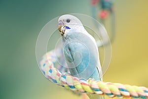 Young budgie